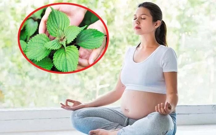 Phụ nữ mang thai không nên uống nhiều nước lá tía tô