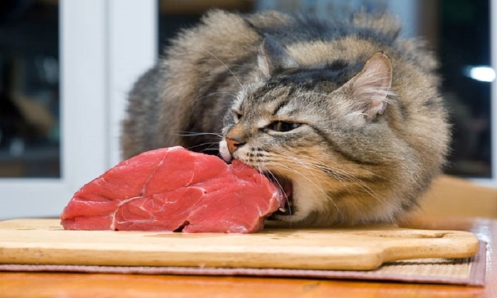 Lưu ý khi sử dụng thịt mèo